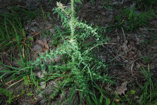 Carduus nutans